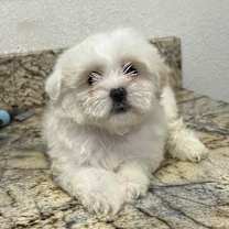 adopt-pet