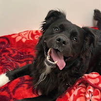 adopt-pet