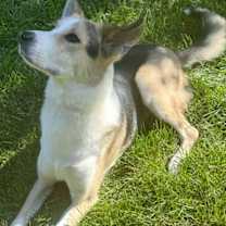 Thumbnail photo of Royal #4