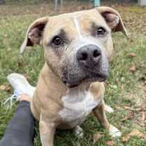 Thumbnail photo of Nugget #2