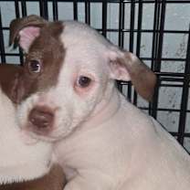 adopt-pet