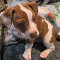 adopt-pet