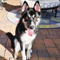adopt-pet
