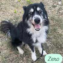 Thumbnail photo of Zero #1