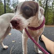 Thumbnail photo of Raven #4