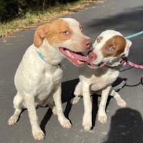 Thumbnail photo of Raven #2