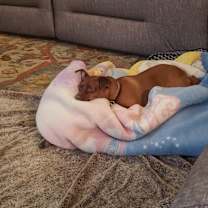 Thumbnail photo of Taz #1