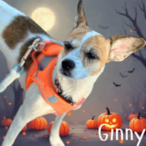 adopt-pet