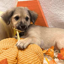 adopt-pet