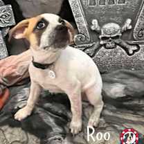 adopt-pet