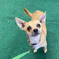 Thumbnail photo of Opi #1