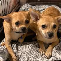 Thumbnail photo of Opi #2