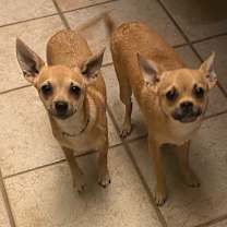 Thumbnail photo of Opi #3