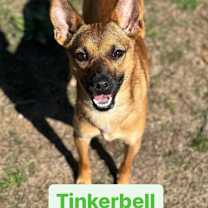 Thumbnail photo of Tinkerbell #1