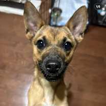 Thumbnail photo of Tinkerbell #2