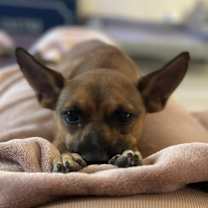 Thumbnail photo of Tinkerbell #3