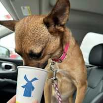 Thumbnail photo of Tinkerbell #4