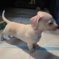 adopt-pet