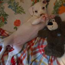 adopt-pet