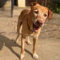 Thumbnail photo of Coby #1