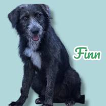 adopt-pet
