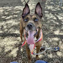 adopt-pet