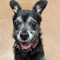 adopt-pet