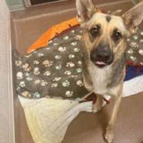 adopt-pet