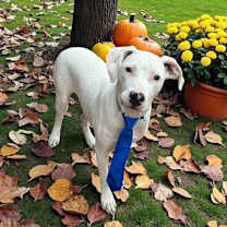 Thumbnail photo of Blackjack #2