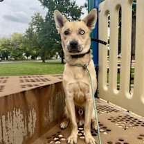 Thumbnail photo of Wylie **Courtesy Listing** #1