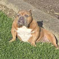 Thumbnail photo of Maple #1