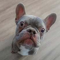 adopt-pet