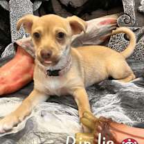 adopt-pet