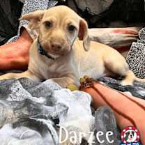 adopt-pet