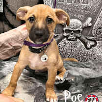adopt-pet