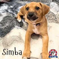 adopt-pet