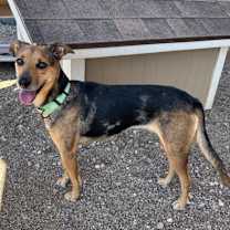 adopt-pet