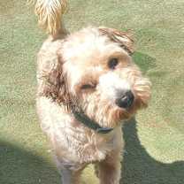 Thumbnail photo of Chulo #3