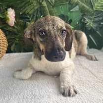 adopt-pet