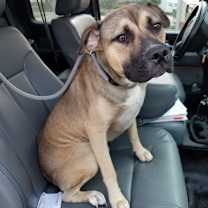 Thumbnail photo of Goose #3