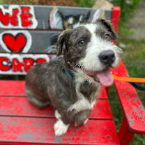 Thumbnail photo of Hobbes #3