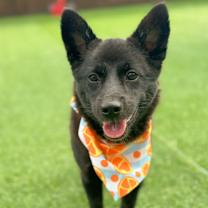 adopt-pet