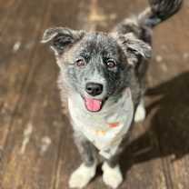 adopt-pet