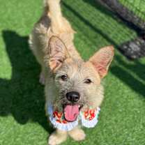 adopt-pet
