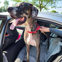 Thumbnail photo of Peeta #1