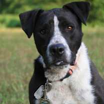 Thumbnail photo of Oliver #1