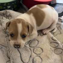 adopt-pet