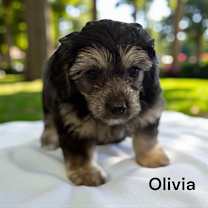 adopt-pet