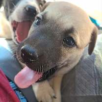 adopt-pet