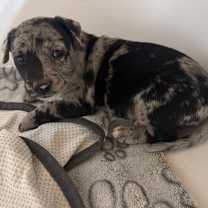 adopt-pet
